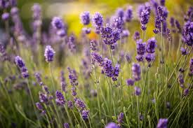 Lavender Tincture
