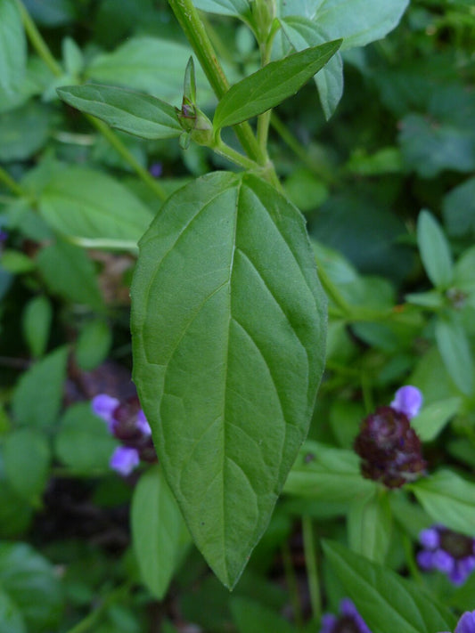 Self-Heal Tincture