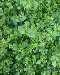 Chickweed Tincture