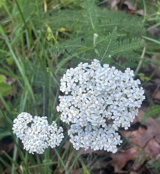 Yarrow Tincture