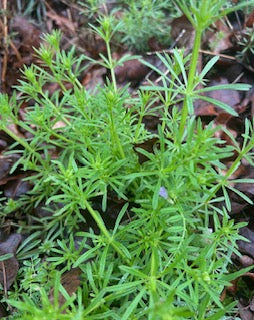 Cleavers Tincture