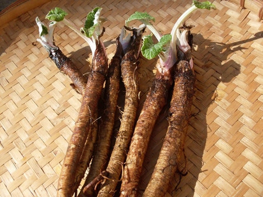 Burdock Root tincture
