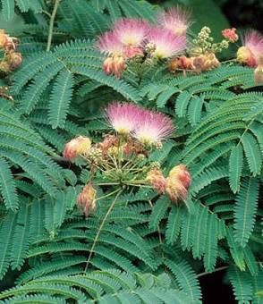 Albizia Bark & Flower Tincture