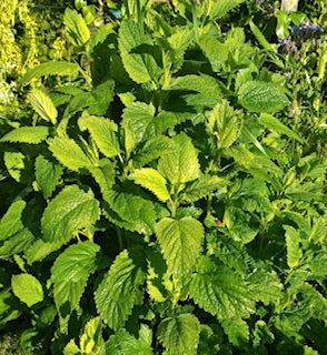 Lemon Balm for Kids