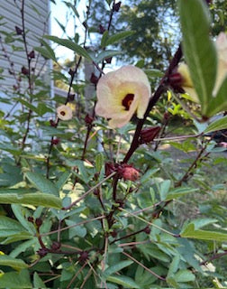 Hibiscus Tincture