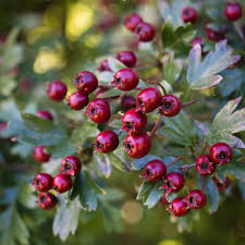Hawthorn Berry Tincture