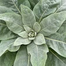 Mullein Tincture