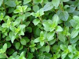 Oregano Tincture