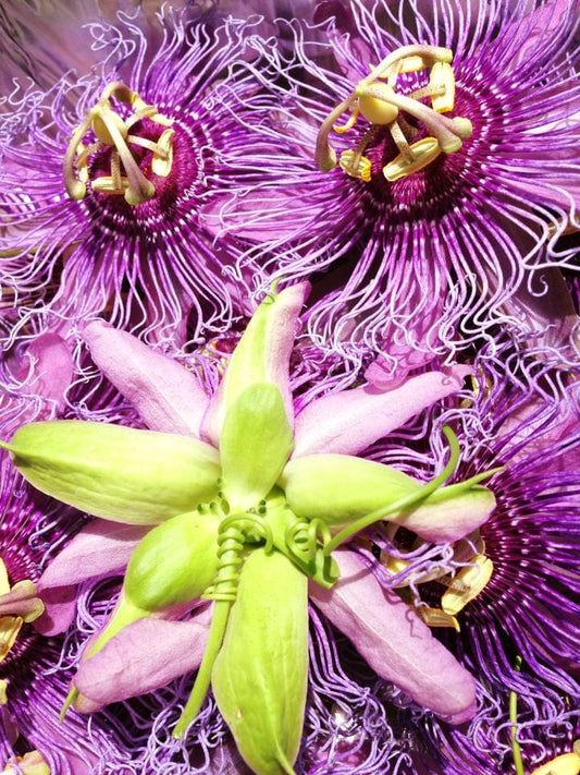 Passionflower Tincture